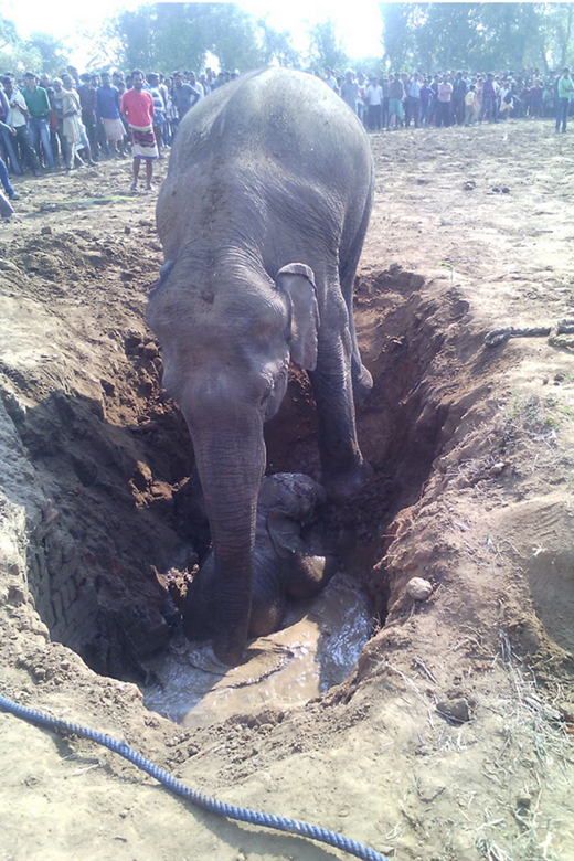 Elephant